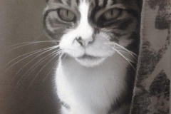 Cat Portrait