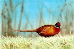 scbc-pheasant