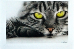 Cat Portrait