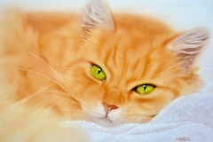 Cat Portrait
