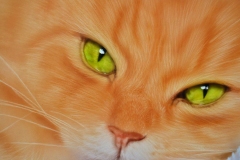 Cat Portrait