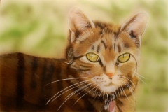 Cat Portrait