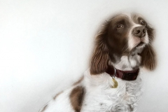 Dog Portrait