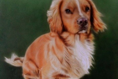 Dog Portrait