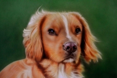 Dog Portrait