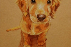 Dog Portrait