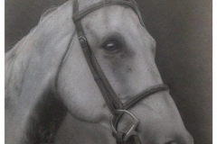 Horse Portrait