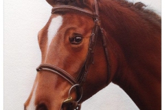 Horse Portrait