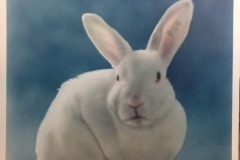 Rabbit Portrait