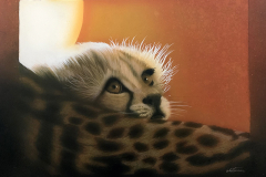 Cheetah