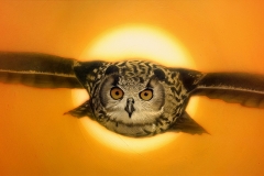 Eagle-Owl