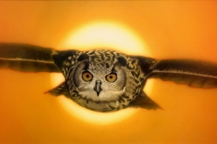 Eagle-Owl
