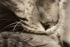 Lynx