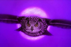 OWL-FINAL-NIGHT-Insta-e1606513462182