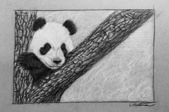 Panda-e1606522122759