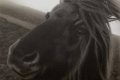 Dartmoor Pony