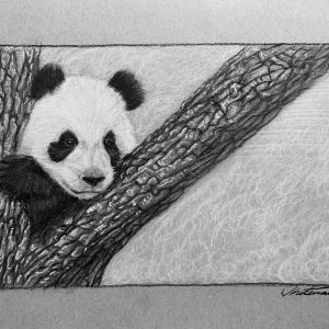 Panda Original Sketch